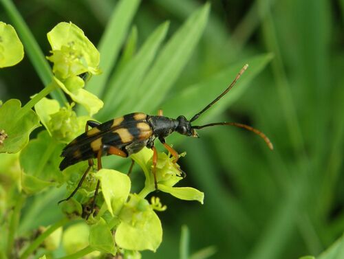 Strangalia attenuata