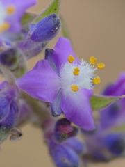 Thyrsanthemum floribundum