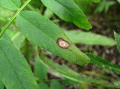 Ascochyta viciae