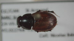 Acrossus rubripennis