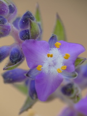 Thyrsanthemum floribundum