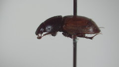 Acrossus rubripennis