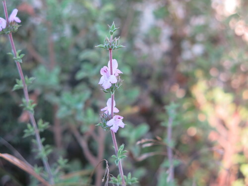 Thyme-leaved Savory (Satureja thymbra)