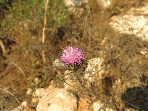 Beautiful Distaff-thistle (Chamaeleon comosus)