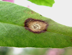 Ascochyta viciae