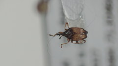 Nanophyes marmoratus