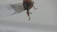 Nanophyes marmoratus