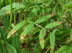 Ascochyta viciae