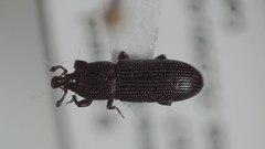 Cossonus impressifrons