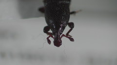 Cossonus impressifrons