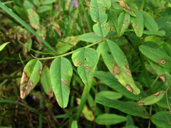 Ascochyta viciae