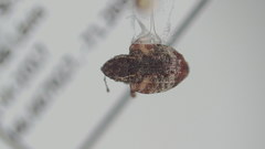 Conotrachelus anaglypticus