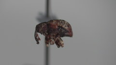 Conotrachelus anaglypticus
