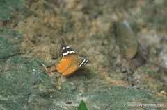 Aterica rabena