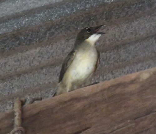 Simple Greenbul