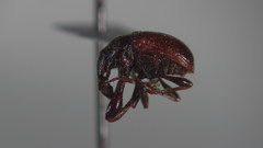 Himatolabus pubescens