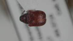 Himatolabus pubescens