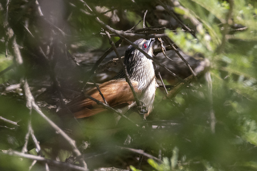 White-browed Coucal