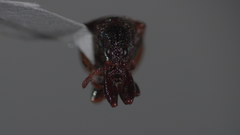 Himatolabus pubescens
