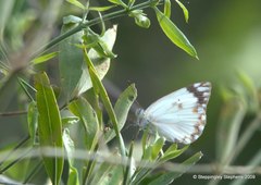 Belenois creona prorsus