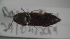 Ampedus molestus