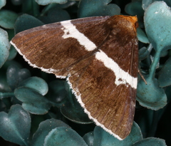 Buzara frontinus