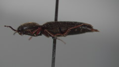 Ampedus molestus