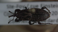 Sphenophorus zeae