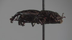 Sphenophorus zeae