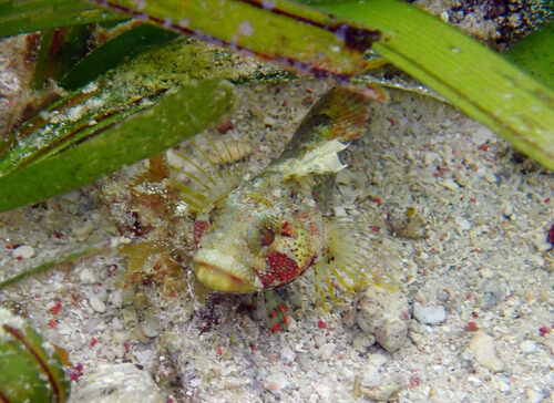 Puffcheek blenny (Gobioclinus bucciferus) — Labrisomidae — 4