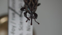 Sphenophorus zeae
