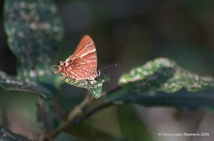 Saribia