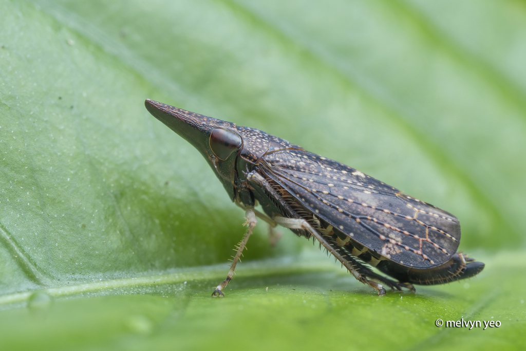 Thagria krameri
