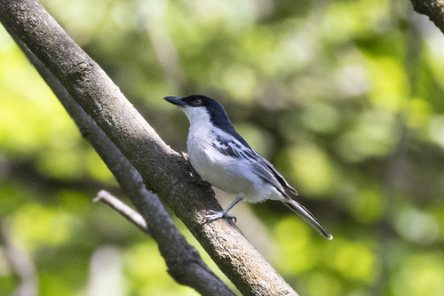 Black-backed Puffback