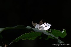 Protogoniomorpha duprei