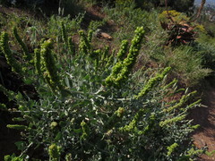 Manochlamys albicans