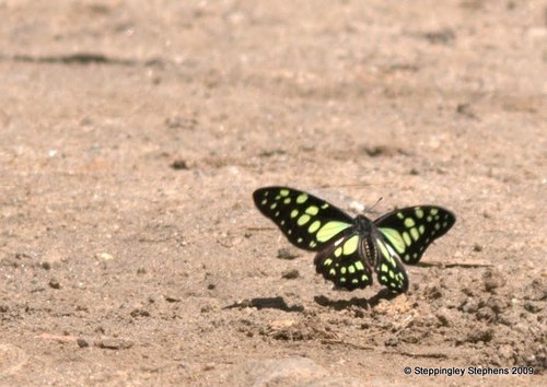 Photo of Madagascan Graphium (Graphium cyrnus)