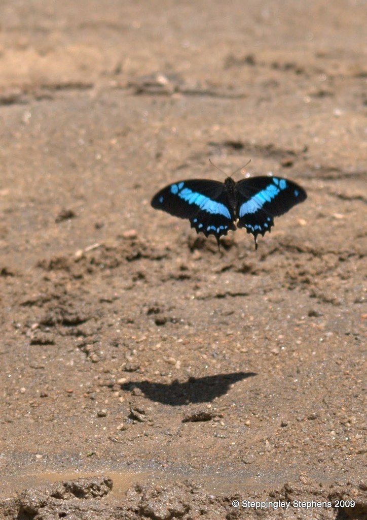 Papilio oribazus