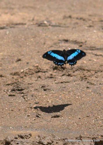 Papilio oribazus
