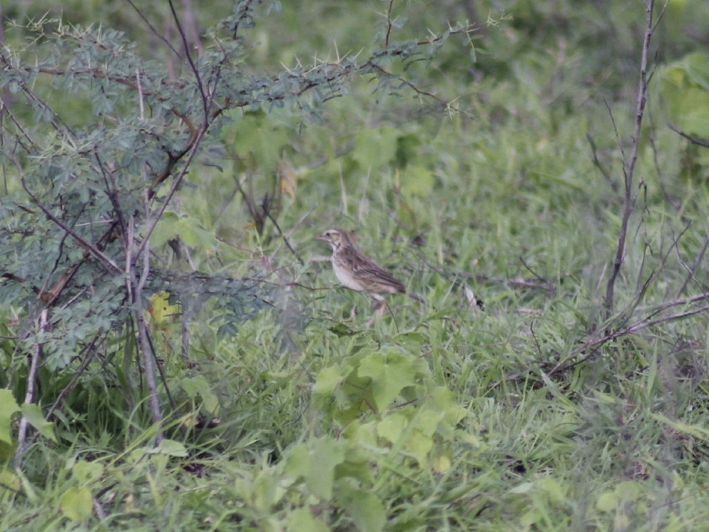 Paddy field Pipit (Anthus rufulus)
