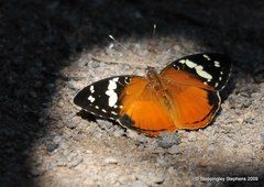 Aterica rabena