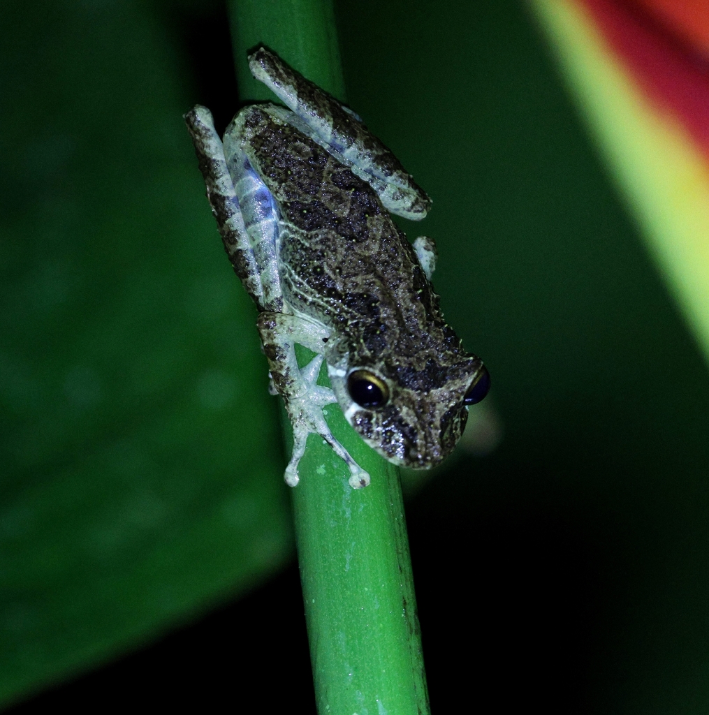 Rio Verde Snouted Treefrog