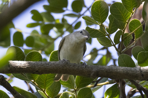 Garden Warbler