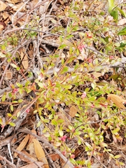 Vaccinium myrsinites image