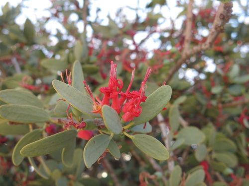 Acacia strap flower (Plicosepalus acaciae)