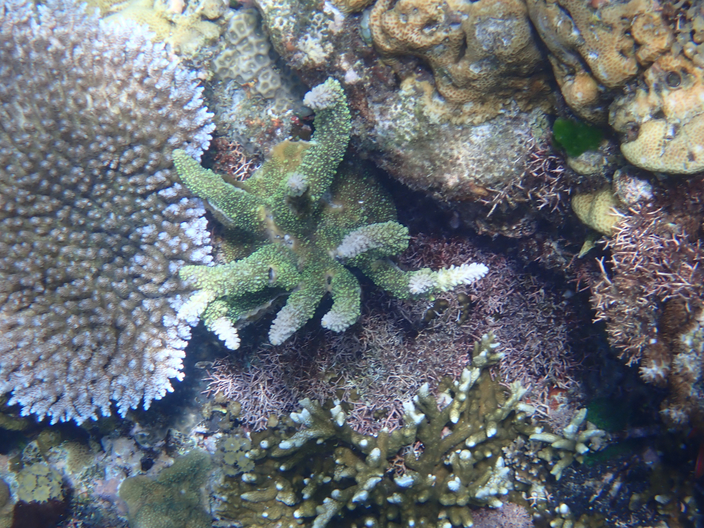 Acropora abrotanoides