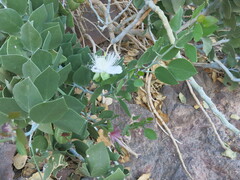 Capparis cartilaginea, photograph (c) Nachman bones, some rights reserved (CC BY)