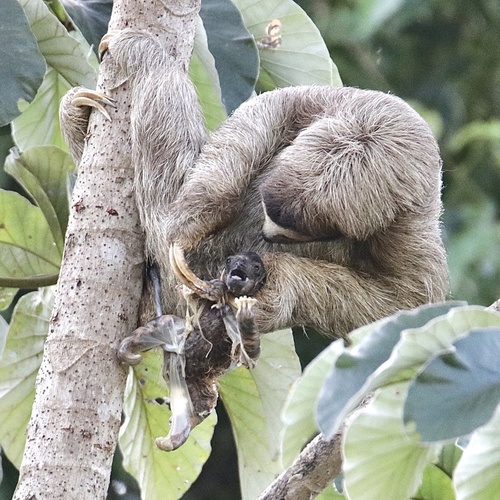 Three-toed Sloth (Bradypus)