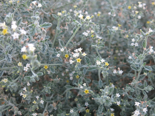 Heliotropium arbainense (Heliotropium arbainense)