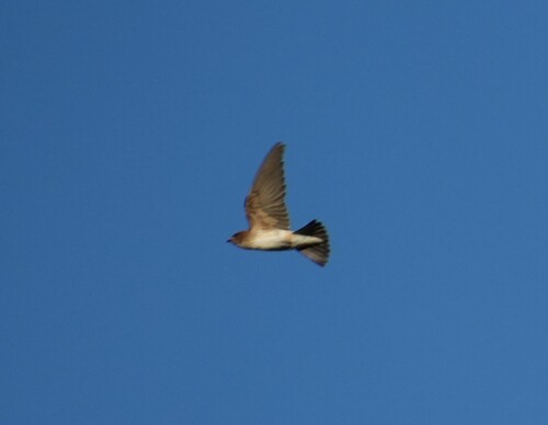 Fairy Martin (Petrochelidon ariel)